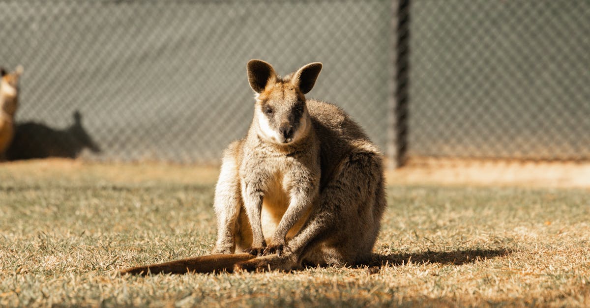 Diagnosing Problems with Safety Switches and Circuit Breakers